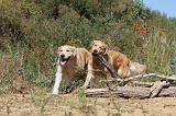 GOLDEN RETRIEVER 240